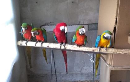 7 Monate Tolle Harlekin - Ara / Hybrid Papageien