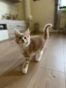 Reinrassige Maine Coon Kitten