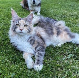 Reinrassige Maine Coon Kitten