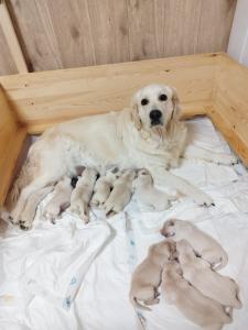 Reinrassige Golden Retriever Welpen cremeweiß abzugeben