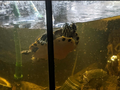 Zwei Gelbwangen Schildkröten zu verkaufen dringend