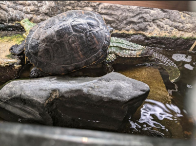 Zwei Gelbwangen Schildkröten zu verkaufen dringend