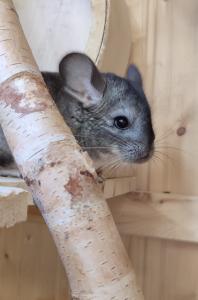 Chinchilla Weibchen abzugeben