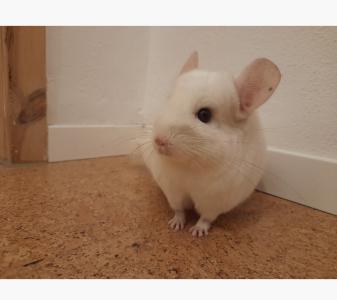 Drei Chinchilla Jungs abzugeben