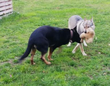 2 Hündinnen abzugeben Schäferhund Tschechoslowakischer Wolfhund