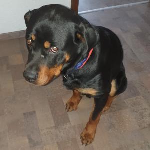 Rottweiler, Max 14 Monate