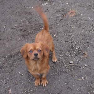 Suki sucht eine Familie