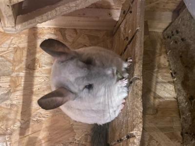 3 Chinchilla-Damen suchen ein neues Zuhause