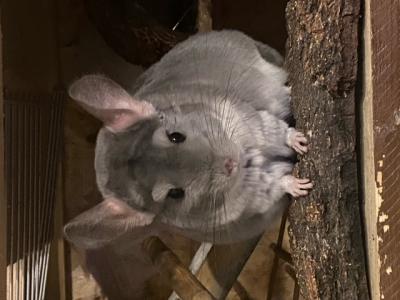 3 Chinchilla-Damen suchen ein neues Zuhause