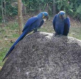Hyacinth Macaw vogel
