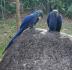 Hyacinth Macaw vogel