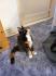 Schöne 4 Monate alte 3 Farbige Maine Coon Katze