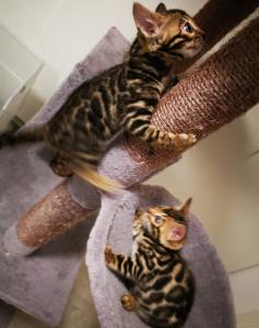 Bengalkätzchen Bengalkitten Kitten Katzen
