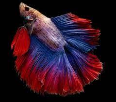 Kampffisch Betta Splendens Veiltail Orange/Blau