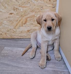 Labrador Welpen reinrassig