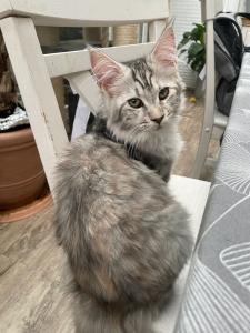 Maine Coon Mädchen black silver torbie Stammbaum 6 Monate