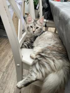 Maine Coon Mädchen black silver torbie Stammbaum 6 Monate