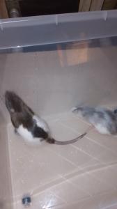 Liebes Zutrauliches Rattenpaar Coco und feivel in gute Hände abzugeben 1,5jahre alt