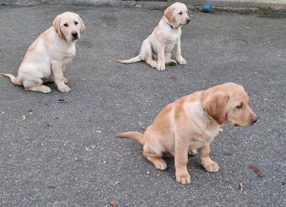 Labrador Welpen reinrassig