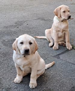 Labrador Welpen reinrassig