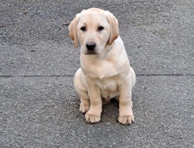 Labrador Welpen reinrassig