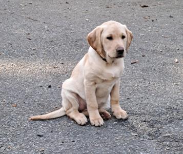 Labrador Welpen reinrassig