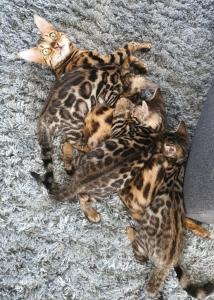 Bengalkätzchen Bengalkitten Kitten Katzen