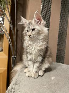 Maine Coon Mädchen black silver torbie Stammbaum 6 Monate