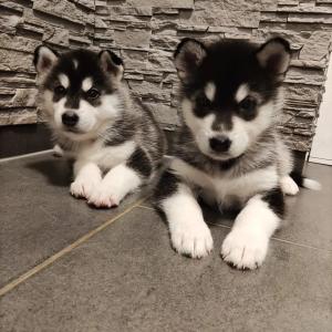 Alaskan Malamute Sibirian Husky mix