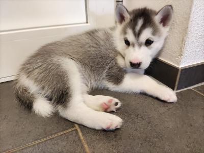 Alaskan Malamute Sibirian Husky mix