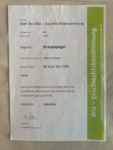 Graupapageien Zuchtpaar zu verkaufen