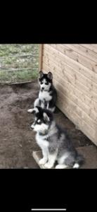 Husky Welpen suchen neues zuhause