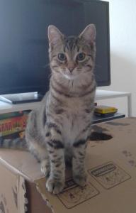 Nuka sucht ein neues Zuhause