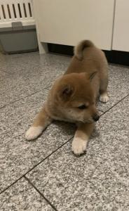 Shiba Inu 3 Monate Rüde