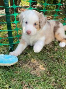 Reinrassige Australien Shepherd Welpen