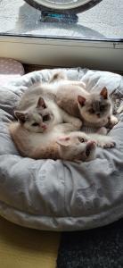 2 süße reinrassige BKH Kitten in liebevolle Hände abzugeben