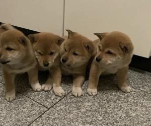 Shiba Inu 3 Monate Rüde