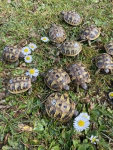 Griechische Landschildkröten aus NZ 2023, Testudo-hermanni-boettgeri