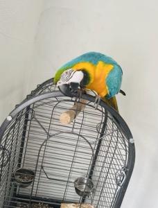 Papagei Ara