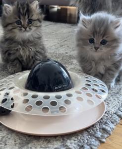 Drei süße, reinrassige BLH Kitten suchen ein liebevolles Zuhause