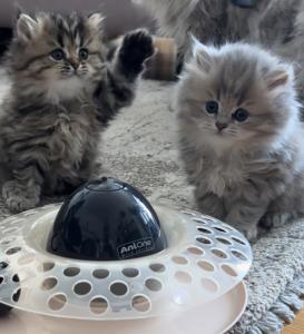 Drei süße, reinrassige BLH Kitten suchen ein liebevolles Zuhause