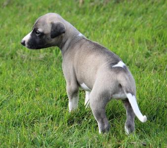 Whippet Welpen (Rüden)