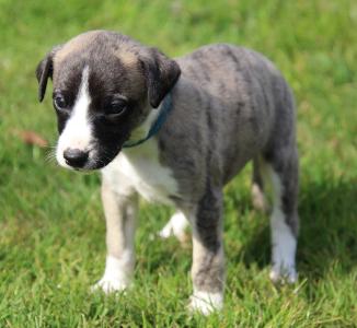 Whippet Welpen (Rüden)