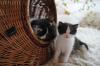 Frühestens in 1 Monat - 2 kleine Katzen suchen neues Zuhause