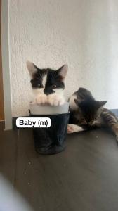 4 Babykatzen (3 m & 1 weiblich) suchen neues Zuhause 😊