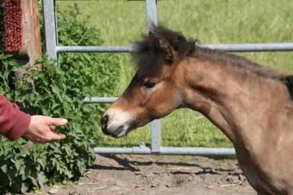 American Miniature Horse AMH