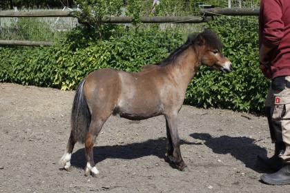 American Miniature Horse AMH