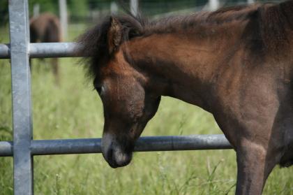 American Miniature Horse AMH