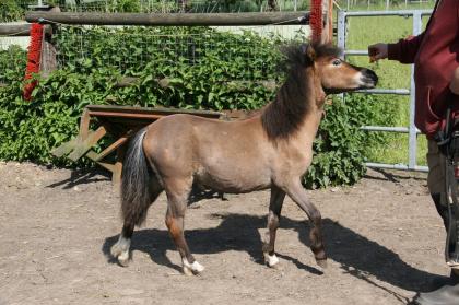 American Miniature Horse AMH