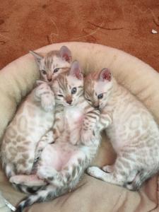 Bengal Kitten Weiß